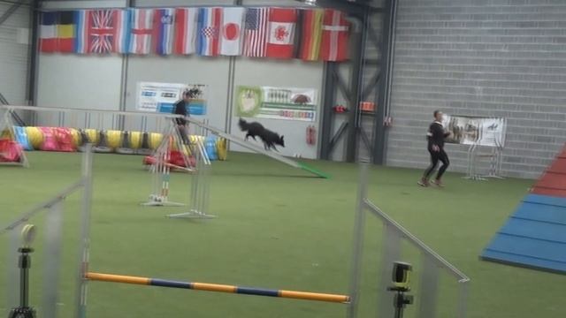 Concours agility Népal Ronchin 13/11/2022 смотреть онлайн