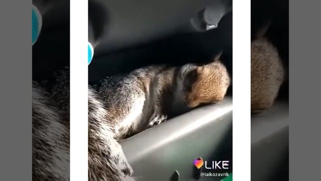 Нашли в машине спящую белочку смотреть онлайн