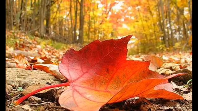 ОСЕННИЙ ЛИСТ-piano-fthinoporino Fullo