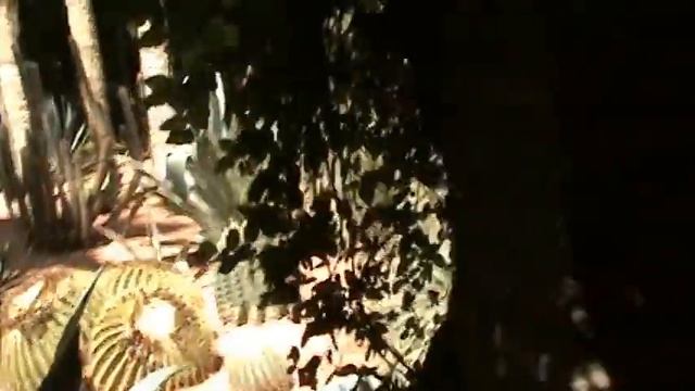 Сад Мажорель (Jardin Majorelle) ч.2 Марокко, г. Марракеш смотреть онлайн