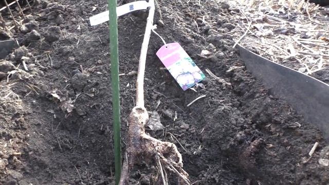 Сажаем Штамбовую розу в Сибирском саду. смотреть онлайн