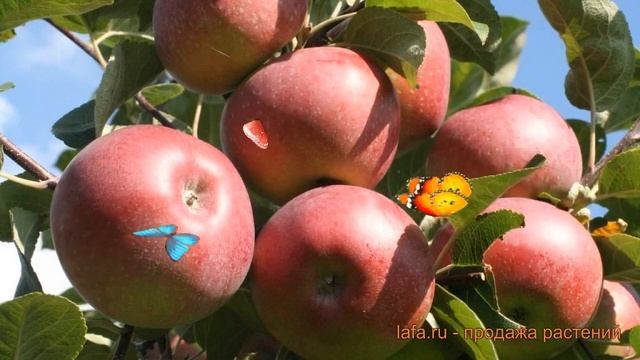 Яблоня обыкновенная Лобо (malus lobo) ? яблоня Лобо обзор: как сажать саженцы яблони Лобо смотреть онлайн