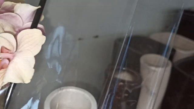 Шикарные орхидеи ,бегонии, суккуленты ... Оптовая база, пер. Промышленный 4. Часть - 2. смотреть онлайн