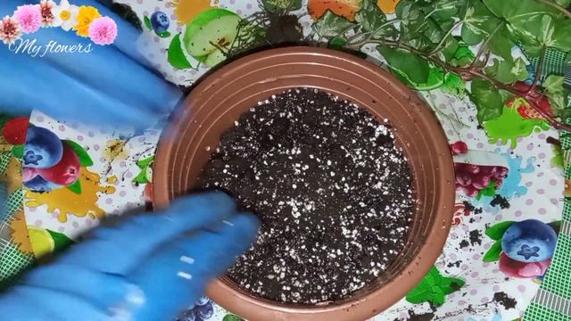 Плющ(Хедера)Можно ли содержать дома? Уход в домашних условиях. смотреть онлайн