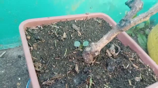 ?26 мая, мы на даче. ?Лилии, розы в реанимации смотреть онлайн