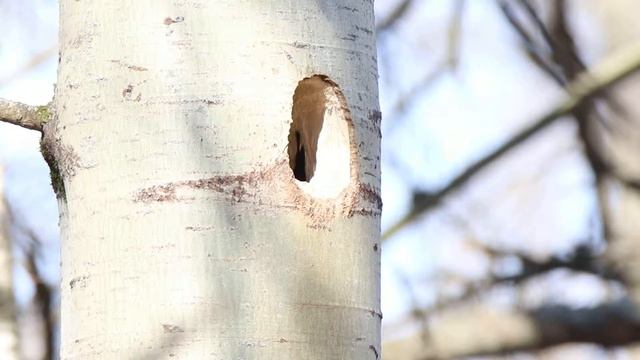 Дятел черный 170326 1 дупло в ГБС видно перья в дупле смотреть онлайн