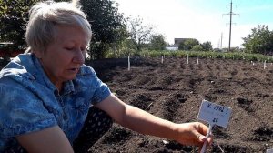 Как вырастить пионы из семян? Посадка в грунт / Сад Ворошиловой