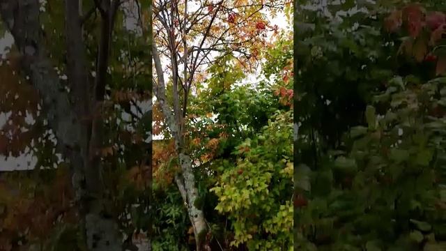 Птички любят мой огород. #дача #природа #осень# смотреть онлайн