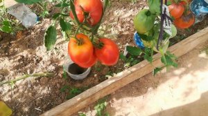 Томат Розовое сердце Людмилы .