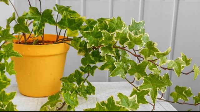 НАРОДНЫЕ ПРИМЕТЫ КАКИЕ РАСТЕНИЯ НЕЛЬЗЯ ДЕРЖАТЬ ДОМА Приметы и суеверия смотреть онлайн