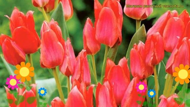 Тюльпан ботанический Торонто. Краткий обзор, описание характеристик tulipa Toronto смотреть онлайн