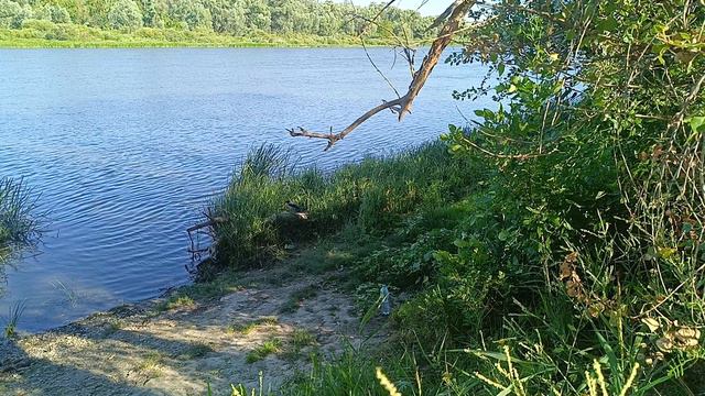 Сорока у воды смотреть онлайн
