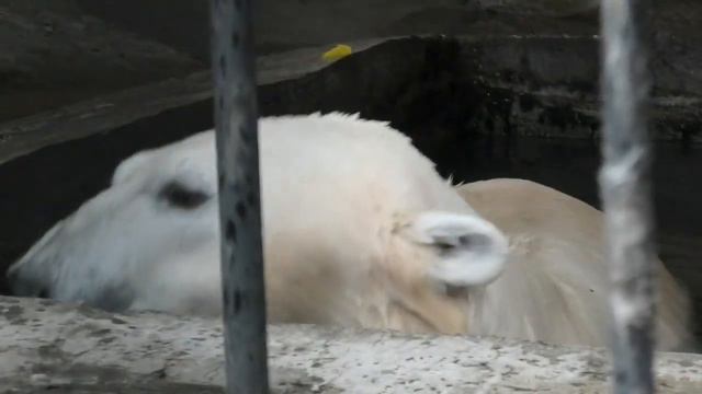 Terpey the Polar Bear in the water, at Kazan zoological garden(Казанский зооботсад), Russia смотреть онлайн