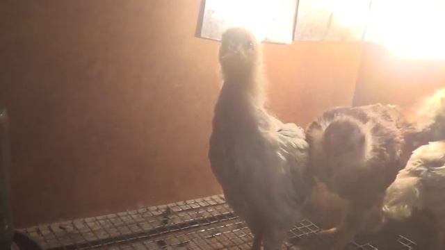 Фабричная курица вывела цыплят ч.2 // содержание, уход, кормление смотреть онлайн