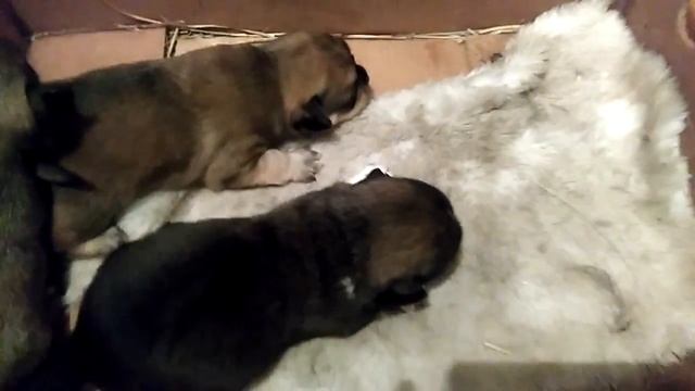 Щенок учиться ходить смотреть онлайн