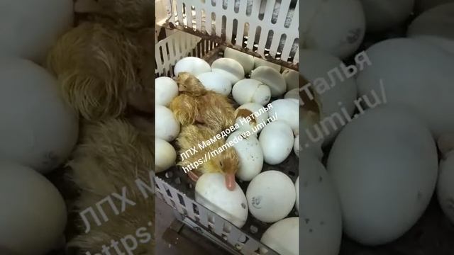 Утята Черри Велли вывод 06.08.19 смотреть онлайн