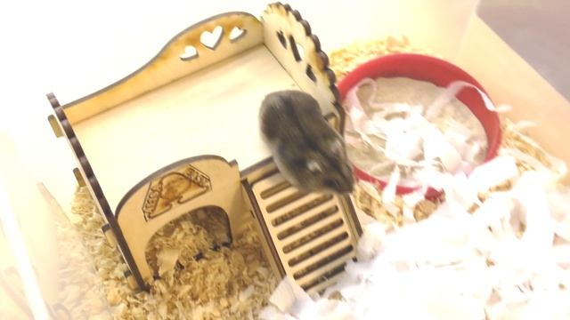 ПОЧЕМУ Хомяк FANNY ЗАЗВЕЗДИЛАСЬ? / 100К на КАНАЛЕ / о чем говорят животные / Alisa Easy Pets смотреть онлайн