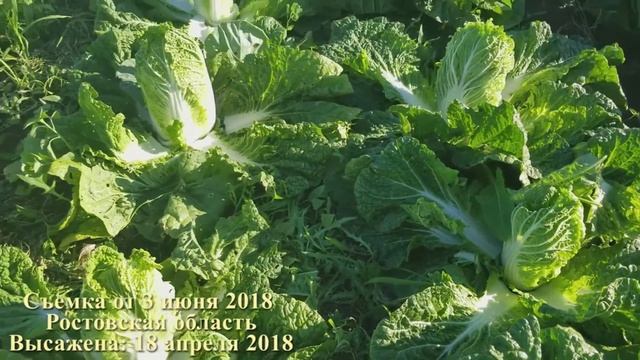 [1 оборот] Пекинская капуста Эмика F1 JoySeeds. Обзор и сравнение. смотреть онлайн