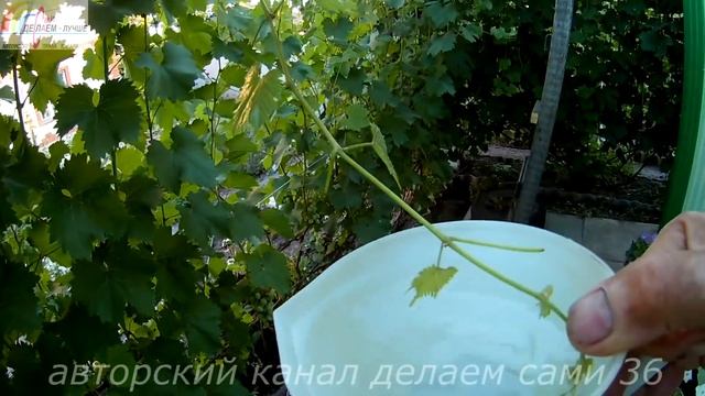 Как работает перекись водорода при обработке винограда от болезней оидиума,милдью и гнили смотреть онлайн