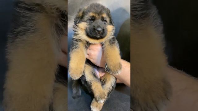 Чепрачная девочка с розовой ниткой! Немецкая овчарка. Жуолль. German Shepherd смотреть онлайн
