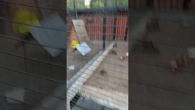Поход в зоопарк смотреть онлайн