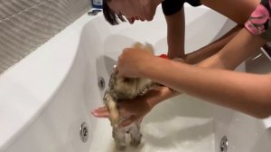 ВЛОГ! КУПАЕМ ЩЕНКА ШПИЦА! АЛЕКСИЯ И ЕЕ ШПИЦ