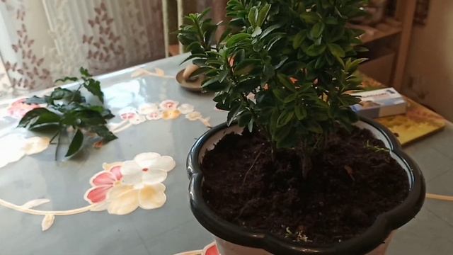 Готовлю растения к зиме смотреть онлайн