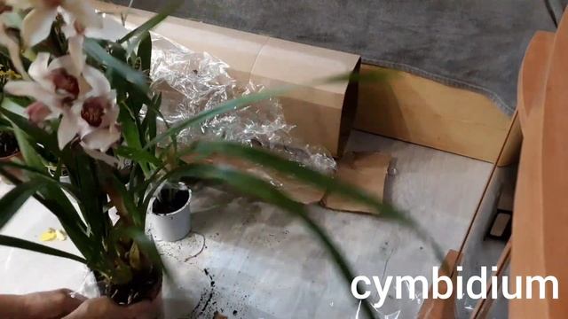 распаковка посылки с цветами ? Cymbidium Brassia Oncidium Zygopetalum Anthurium смотреть онлайн