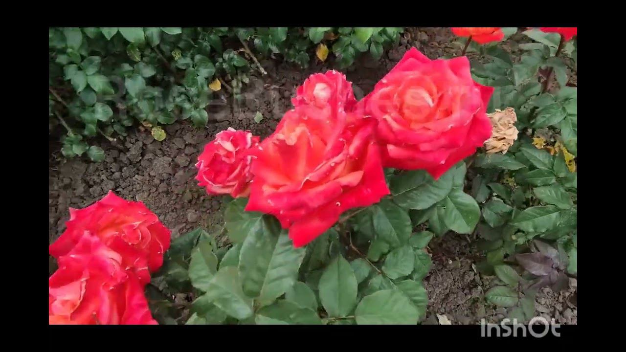 розы от ЛПХ РОЗЫ БУШЕС смотреть онлайн