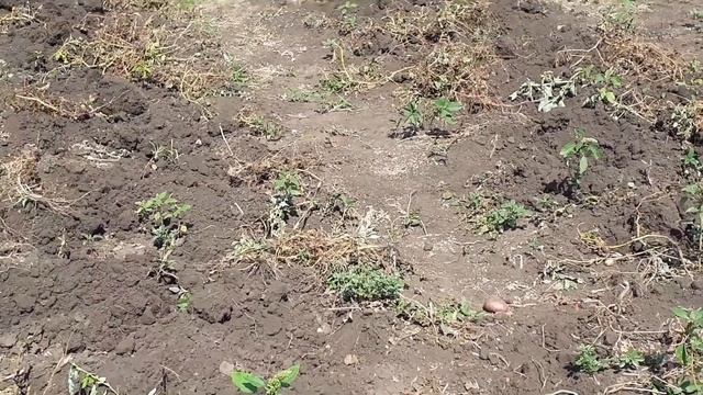 Выкопал один сорт - из трёх сортов картошки. Смотрим..... смотреть онлайн