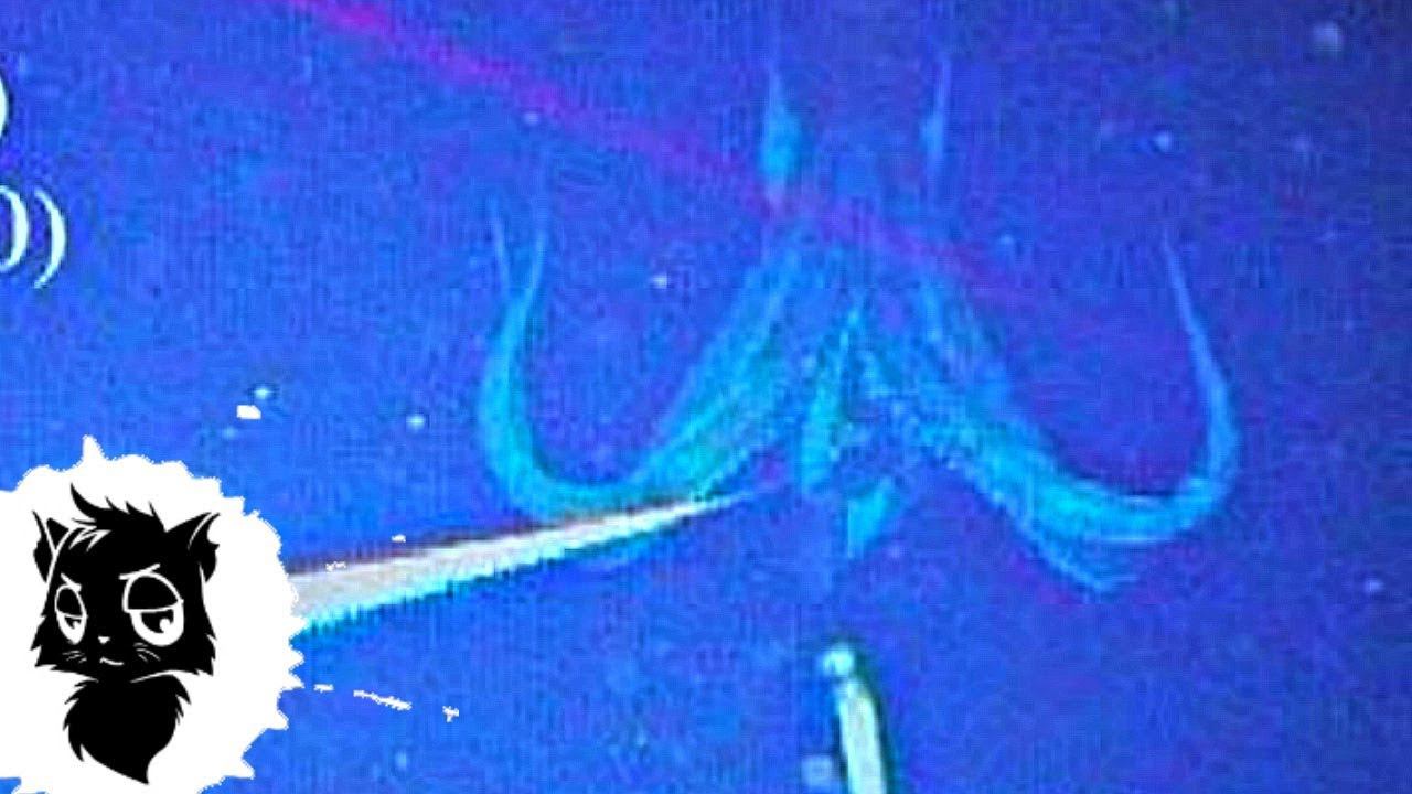 5 СЛУЧАЕВ КОГДА КРАКЕНА СНЯЛИ НА КАМЕРУ [Черный кот] смотреть онлайн