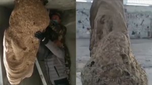 Огромные Гнёзда, Которые Поглощают Всё На Своём Пути