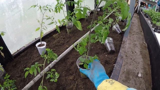 ПОСАДКА ТОМАТА. САМЫЙ ЛУЧШИЙ И ПРОСТОЙ СПОСОБ. смотреть онлайн