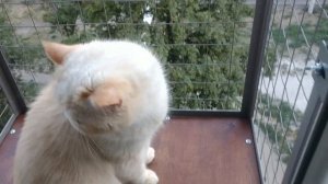 Съемный кошачий балкончик на окно. "Броневик" Днепр.