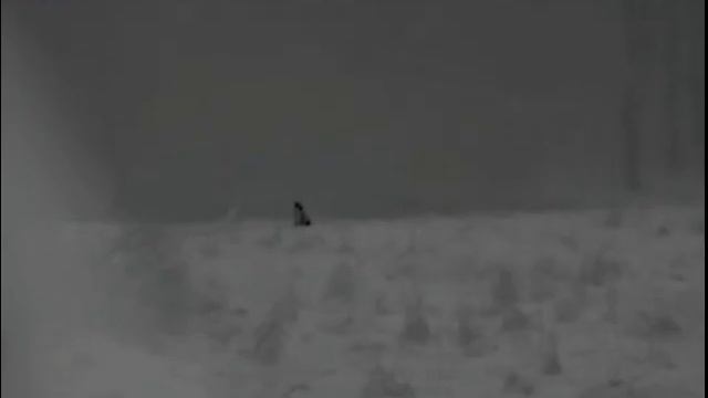 Pulsar Helion XQ38F, rabbit and roe der 70 meters смотреть онлайн