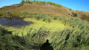 ОХОТА НА УТКУ С ПОДХОДА С СОБАКОЙ 2024 ОТЛИЧНО #охота,#собака,#hunting