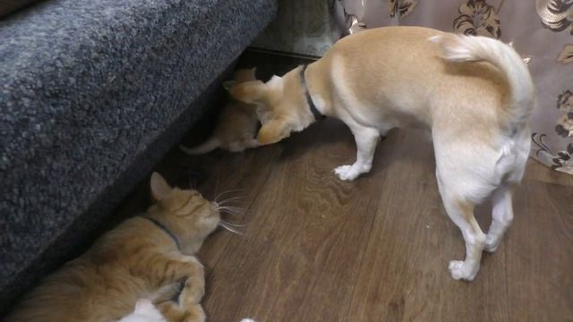 Тетя Соня и ее котята//Милые маленькие котята//Собака играет с котенком