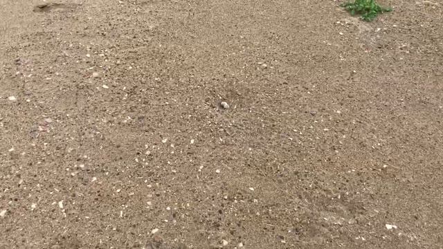 Нашёл яйца чаек! Found seagull eggs! смотреть онлайн