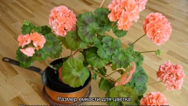 Пеларгония «Denise» — популярный сорта смотреть онлайн