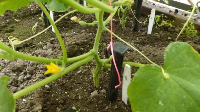 Огородничество. Выпуск #26 - Ослепление ОГУРЦОВ - Залог ХОРОШЕГО Урожая! Это ВАЖНО! Аляска, США смотреть онлайн