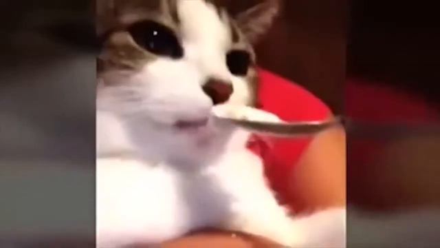 НЕ СМОТРИ! УМРЁШЬ ОТ СМЕХА! РЖАКА 18+ (МАЙ 2018) #1 смотреть онлайн