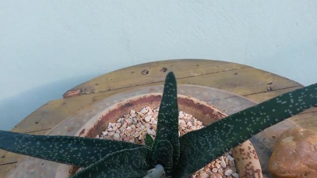 Planta Suculenta: Gasteria Carinata Var. Verrucosa Em Floração