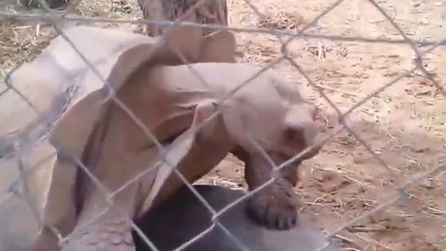 Черепаха в экстазе. Ржач.