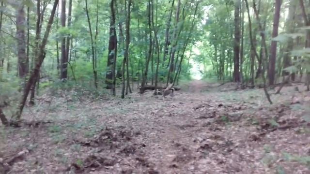 #лайка против #хаски.кто кого?#vs Husky #husky.who Will Win?