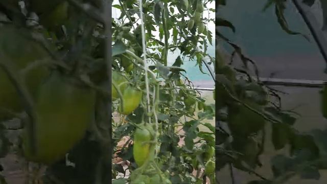 Томат "Золотая рыбка" смотреть онлайн