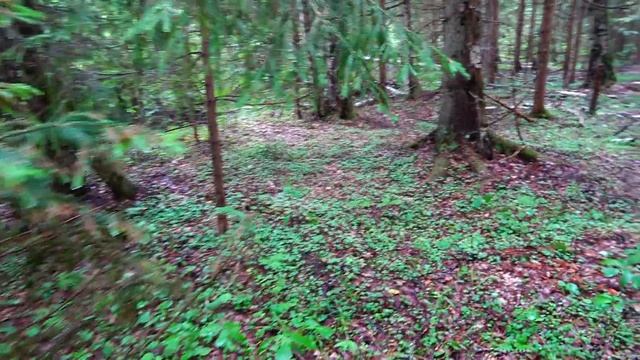 Новый урожай грибов в Тверской обл смотреть онлайн