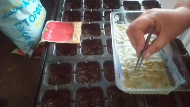 Семена болгарского перца проросли на туалетной бумаге! Сею их в кассеты? смотреть онлайн