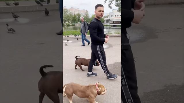 Две бойцовые собаки выгуливают злого усатого надзирателя в людном парке ⚠️🥵