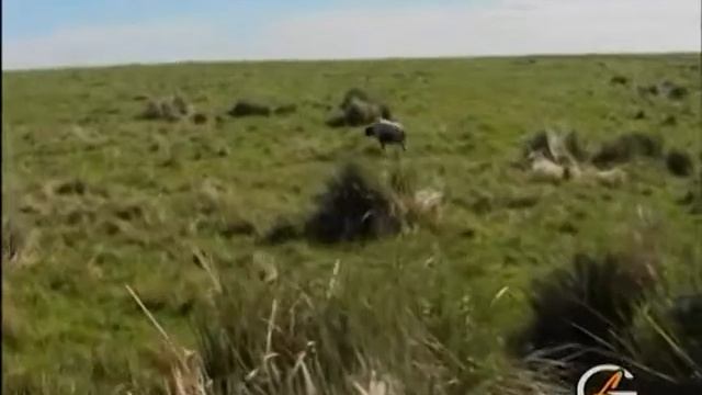 Охота с английским сеттером смотреть онлайн