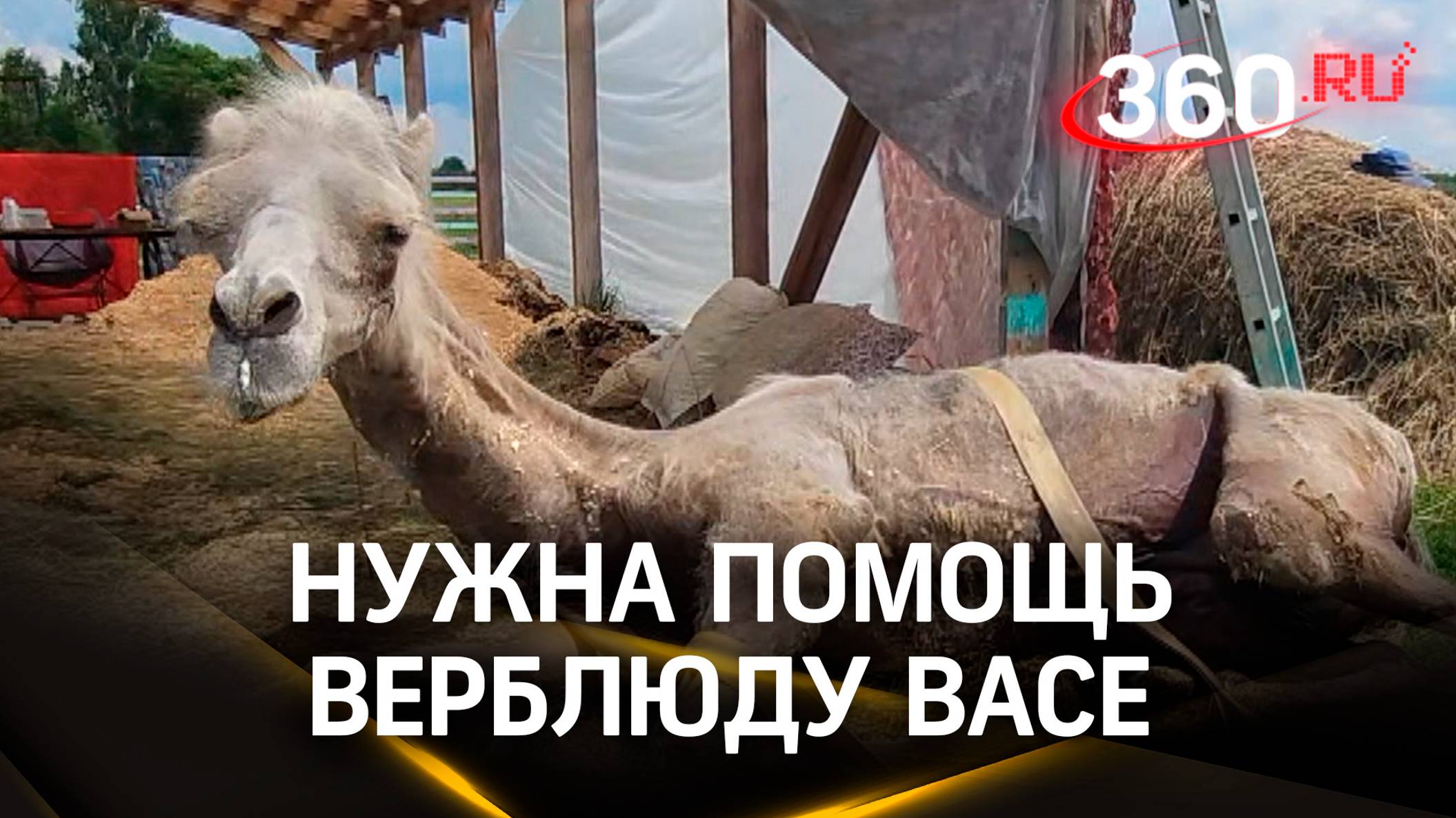 Верблюд Вася из Егорьевска серьёзно болен, не может ходить. Ему нужна помощь смотреть онлайн